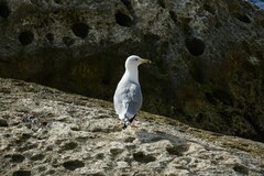 Larus