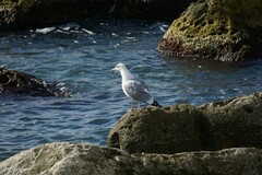 Larus