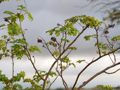 Mezoneuron kavaiense