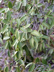 Diospyros sandwicensis