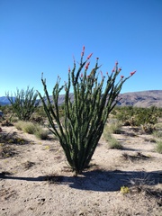 Fouquieria splendens splendens