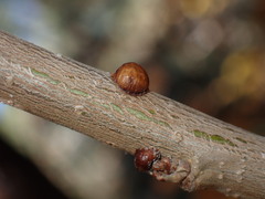 Kermesidae
