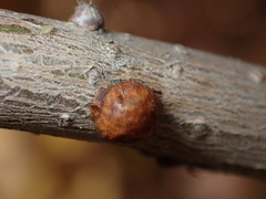 Kermesidae