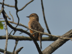 Pyrocephalus rubinus