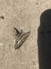 Hyles livornicoides