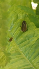 Photinus signaticollis