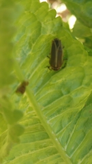 Photinus signaticollis