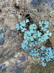 Aquilegia chrysantha
