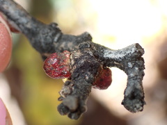 Disholcaspis perniciosa