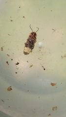 Photinus signaticollis