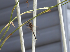 Adversaeschna brevistyla