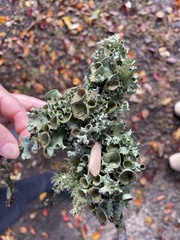 Parmotrema perforatum