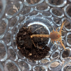 Parabuthus planicauda