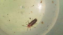 Photinus signaticollis