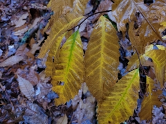 Castanea dentata