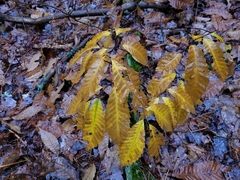 Castanea dentata