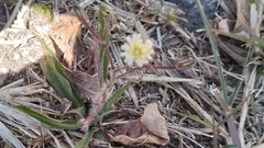 Symphyotrichum subulatum squamatum