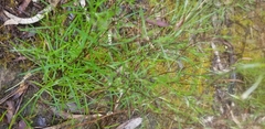 Wahlenbergia stricta