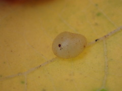 Xanthoteras eburneum