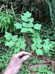 Vancouveria hexandra