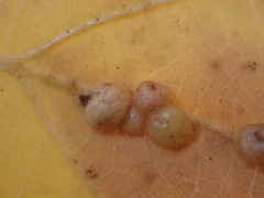 Xanthoteras eburneum