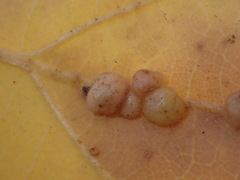 Xanthoteras eburneum