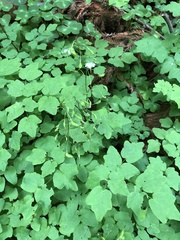 Vancouveria hexandra