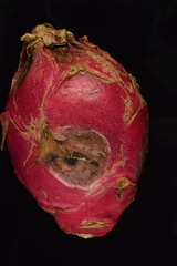 Curvularia cactivora