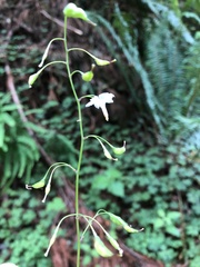 Vancouveria hexandra