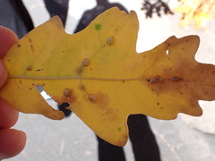 Xanthoteras eburneum