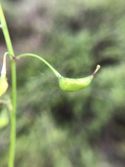 Vancouveria hexandra