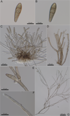 Curvularia cactivora