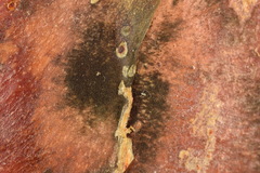 Curvularia cactivora