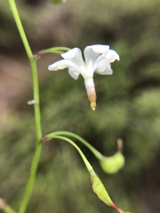 Vancouveria hexandra