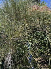 Allocasuarina verticillata