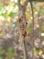 Callirhytis frequens