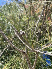 Allocasuarina verticillata