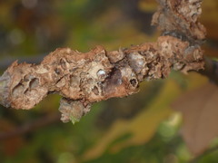 Callirhytis frequens