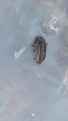 Astylus quadrilineatus