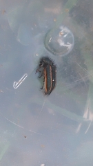 Astylus quadrilineatus
