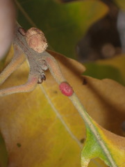 Xanthoteras eburneum