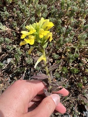 Bellardia viscosa