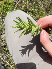 Bellardia viscosa