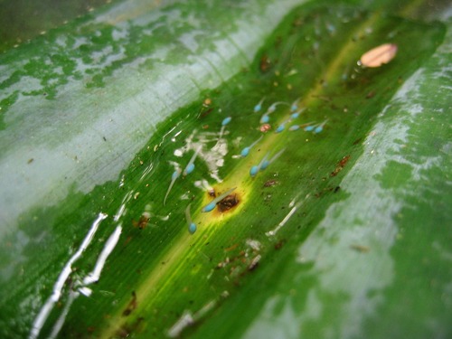 Pandanus Frog (Guibemantis pulcher)