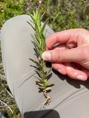 Bellardia viscosa