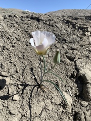 Calochortus ciscoensis