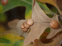 Xanthoteras eburneum