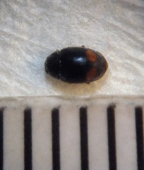 Nephus binaevatus