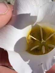 Calochortus ciscoensis