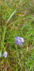 Wahlenbergia stricta